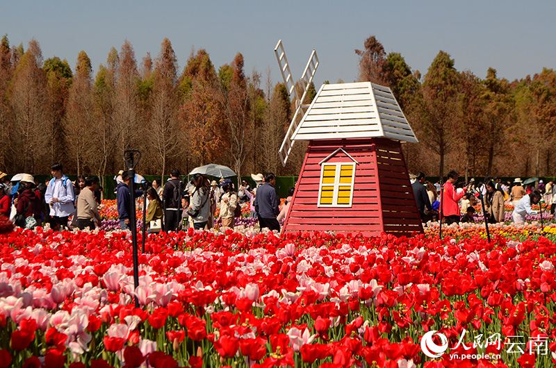 昆明湿地公园内盛开的郁金香。人民网记者 刘怡摄