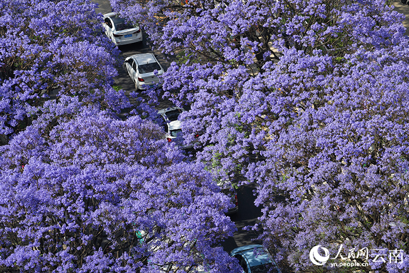 昆明市五华区教场路浪漫绽放的蓝花楹。杨武摄