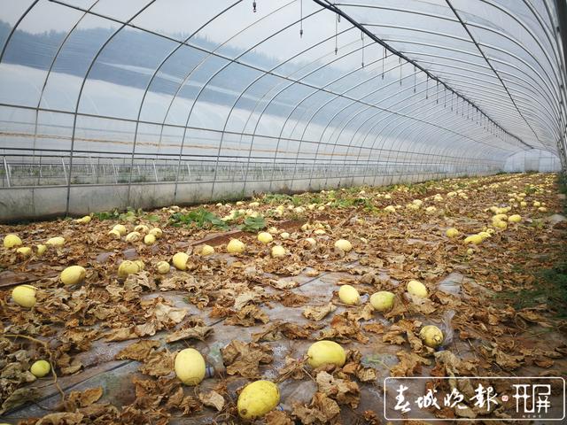 25岁台湾姑娘陈慧玲在云南富源种出“丑小瓜”6.jpg