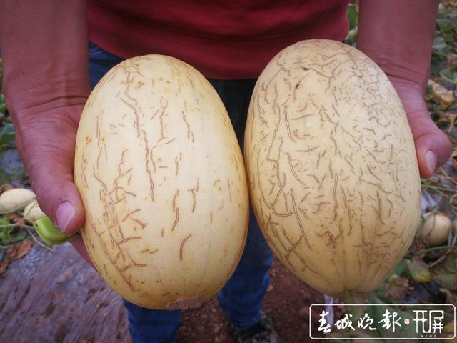 25岁台湾姑娘陈慧玲在云南富源种出“丑小瓜”9.jpg