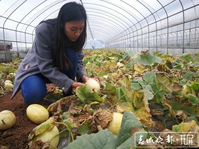 25岁台湾姑娘陈慧玲在云南富源种出“丑小瓜”5.jpg