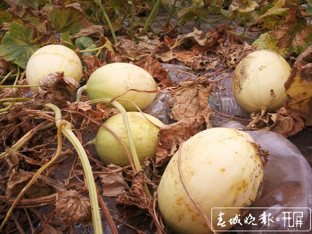 25岁台湾姑娘陈慧玲在云南富源种出“丑小瓜”8.jpg